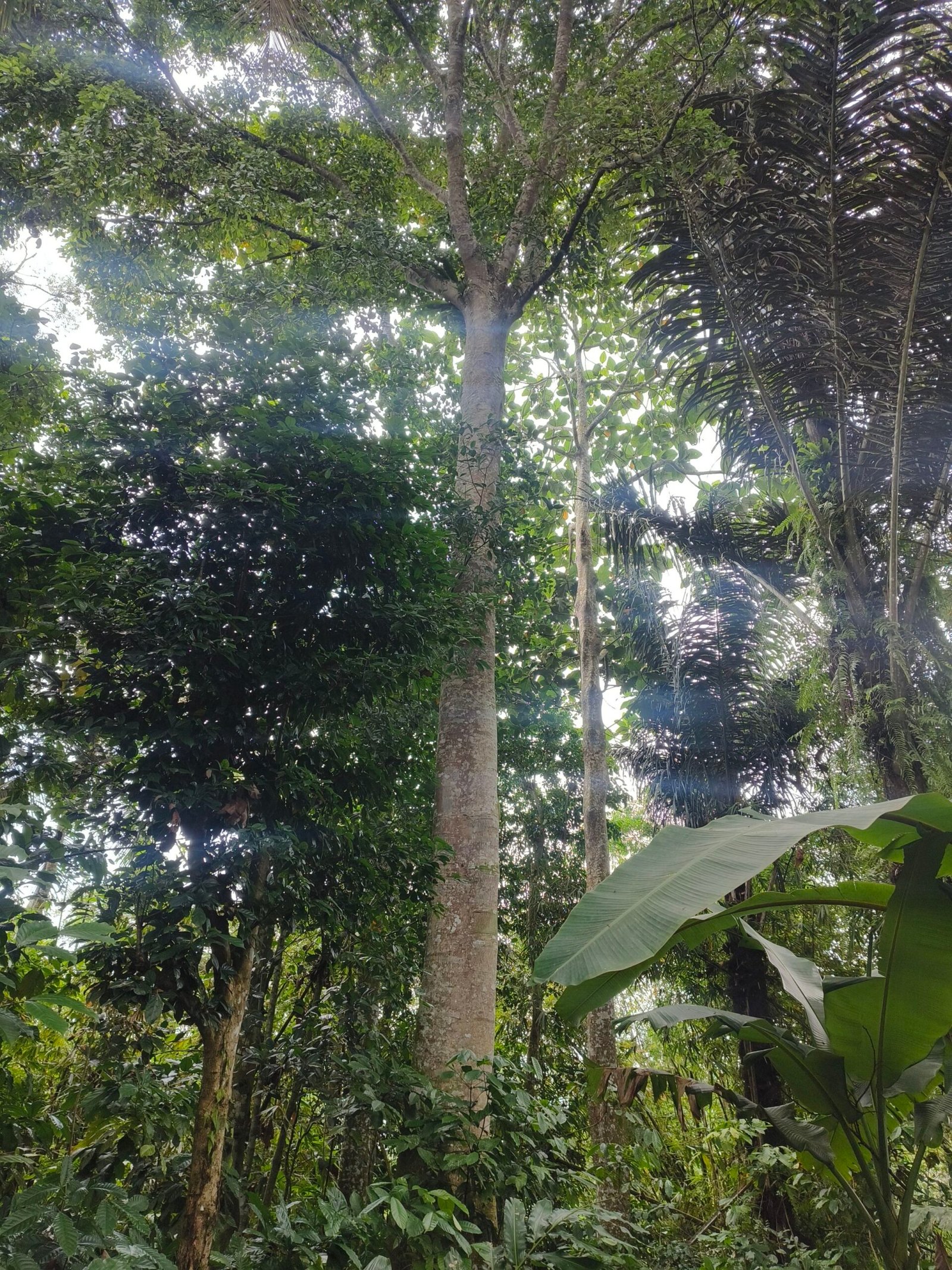 Kayu Petake — Mitos atau Kenyataan?